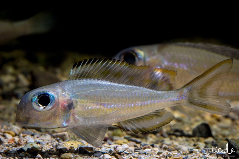 Xenotilapia ornatipinnis 'Burundi'